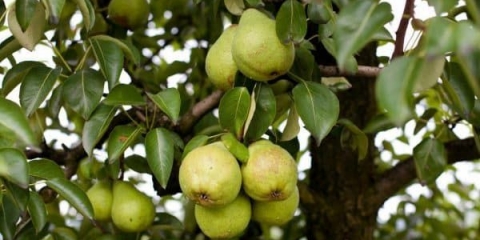 Zašto je rossosh kruška toliko popularna među ruskim vrtlarima